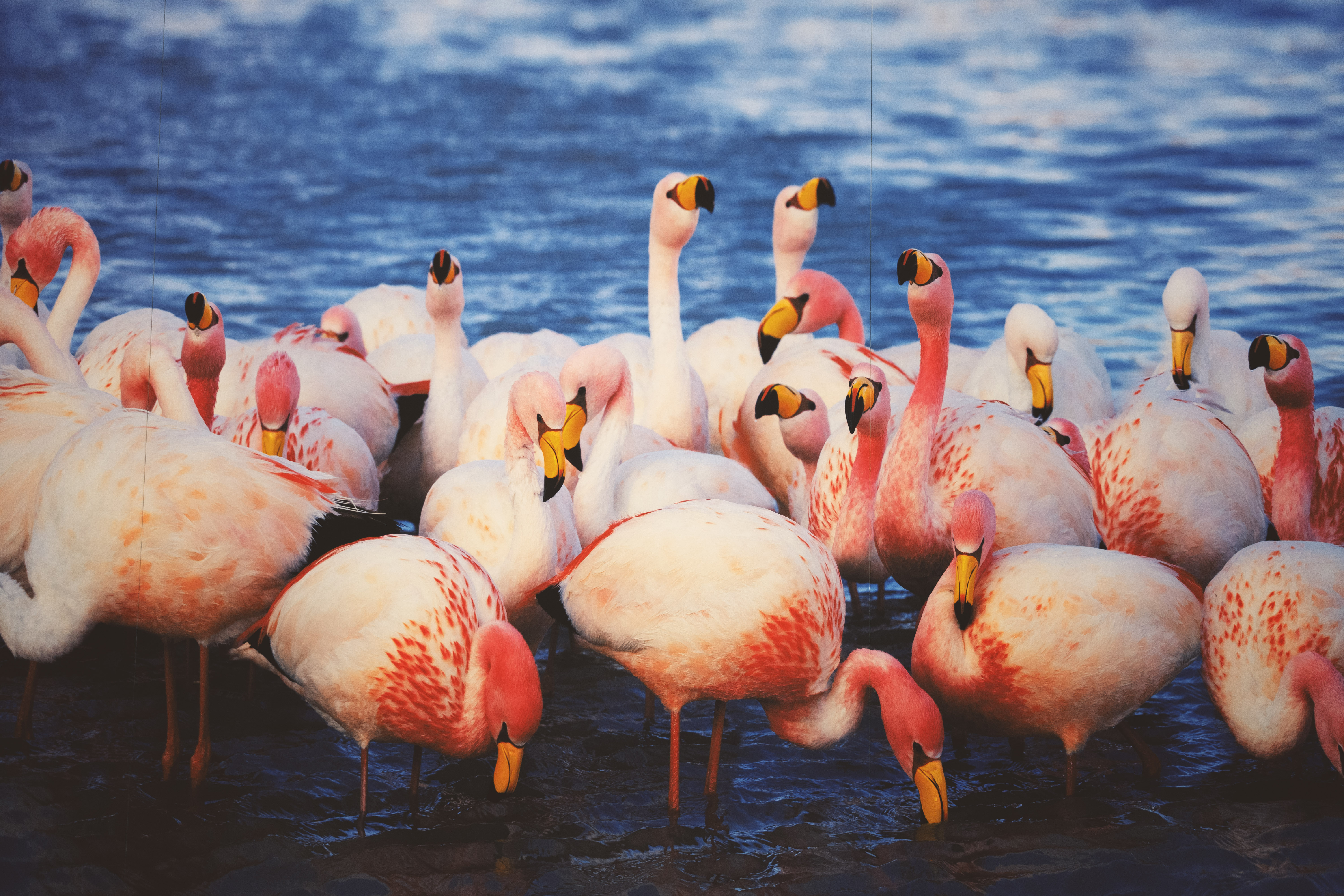 简单点赞、收藏、阅读实现方案